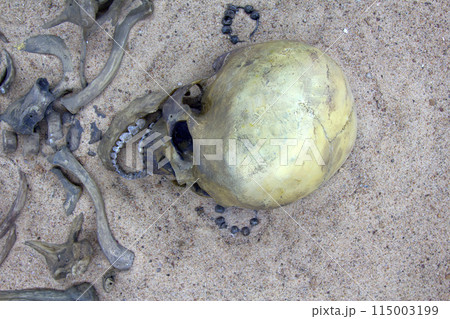 Skeleton (cranium) of young warrior 115003199