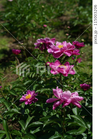 ぼたん（薄ピンク） 115003206