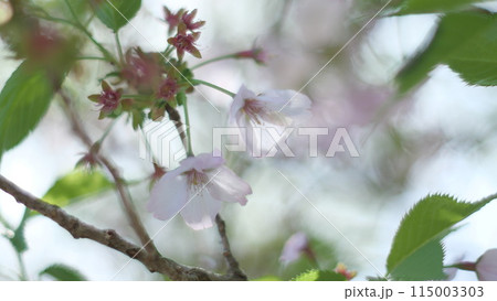 葉桜 115003303