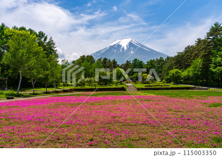 (山梨県)富士吉田市恩賜林庭園 赤い芝桜のカーペット越しに富士山 (山梨県)富士吉田市恩賜林庭園 赤い芝桜のカーペット越しに富士山 115003350