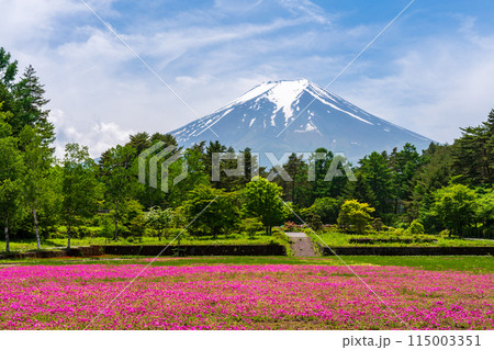 （山梨県）富士吉田市恩賜林庭園　赤い芝桜のカーペット越しに富士山 115003351