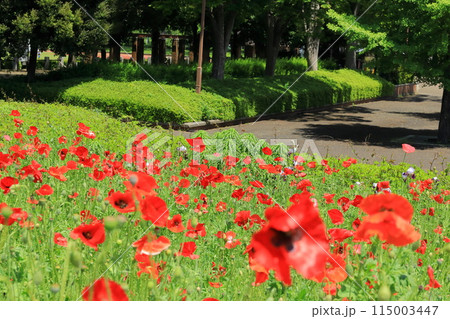 都立秋留台公園　赤いポピー畑　 115003447