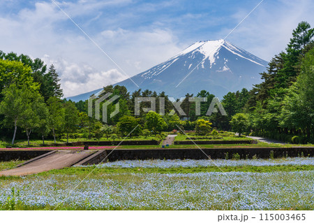 (山梨県)富士吉田市恩賜林庭園 ネモフィラの青いカーペット越しに富士山 (山梨県)富士吉田市恩賜林庭園 ネモフィラの青いカーペット越しに富士山 115003465