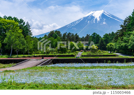 (山梨県)富士吉田市恩賜林庭園 ネモフィラの青いカーペット越しに富士山 (山梨県)富士吉田市恩賜林庭園 ネモフィラの青いカーペット越しに富士山 115003466