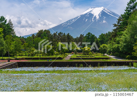 (山梨県)富士吉田市恩賜林庭園 ネモフィラの青いカーペット越しに富士山 (山梨県)富士吉田市恩賜林庭園 ネモフィラの青いカーペット越しに富士山 115003467