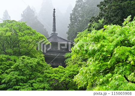 高源寺の青紅葉 高源寺の青紅葉 115003908