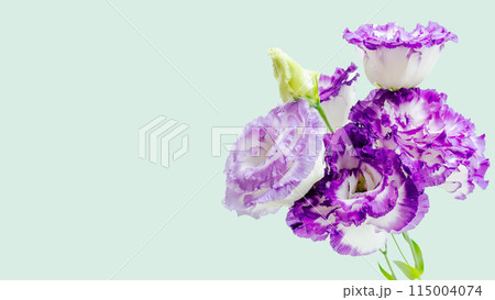 供花仏花背景 春秋 トルコ桔梗 供花仏花背景 春秋 トルコ桔梗 115004074