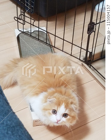 子供のスコティッシュフォールド 子供のスコティッシュフォールド 115004157