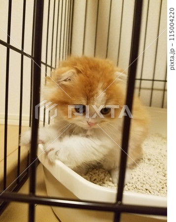 子供のスコティッシュフォールド 115004220