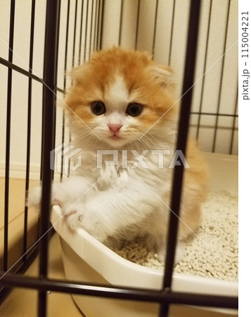 子供のスコティッシュフォールド 子供のスコティッシュフォールド 115004221