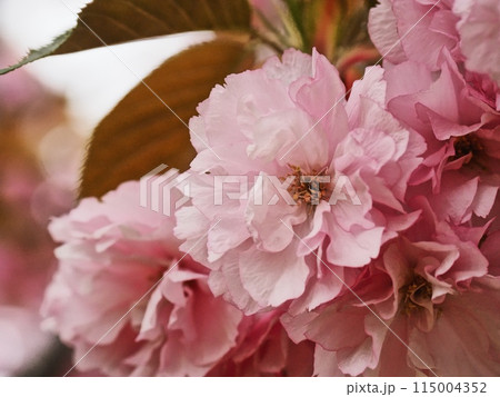 ヤエザクラ 115004352