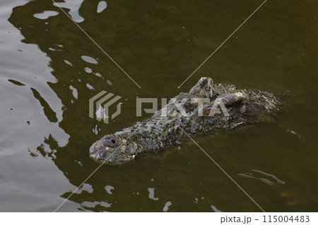 Close up salt crocodile is show head in river Close up salt crocodile is show head in river 115004483
