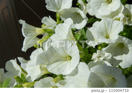 White petunia. Surfinia flower buds. White petunia. Surfinia flower buds. 115004710