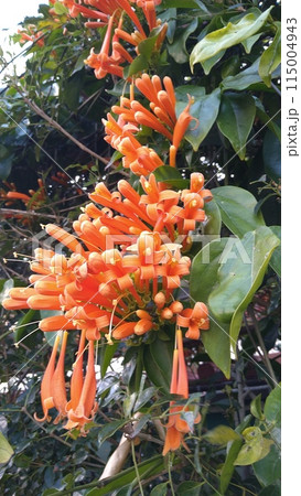 カエンカズラの花 115004943