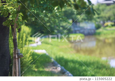 晴れの万代池公園 115005222