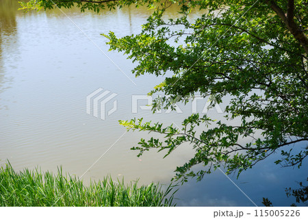 晴れの万代池公園 115005226