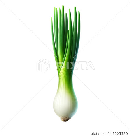 fresh fennel bulb isolated on white 115005520