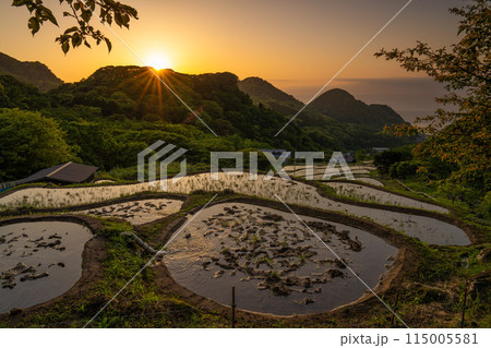 西伊豆　サンセットの石部の棚田 115005581