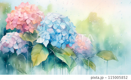 紫陽花 紫陽花 115005852