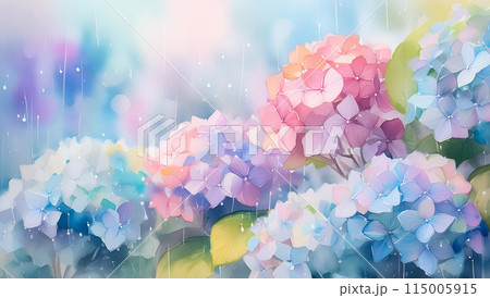 紫陽花 紫陽花 115005915