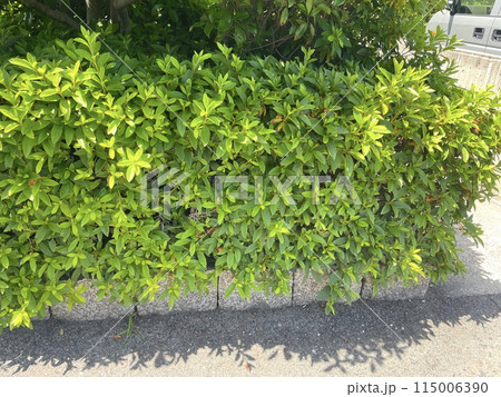 ツタが絡まった壁 115006390