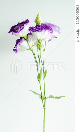 春秋の紫の花 トルコ桔梗 春秋の紫の花 トルコ桔梗 115006568