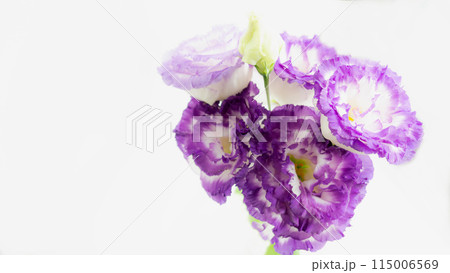 春秋の紫の花　トルコ桔梗 115006569