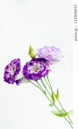春秋の紫の花　トルコ桔梗 115006635