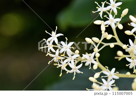 ミズキの花 ミズキの花 115007005