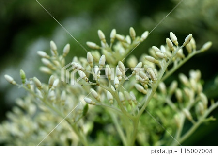 ミズキの花 ミズキの花 115007008