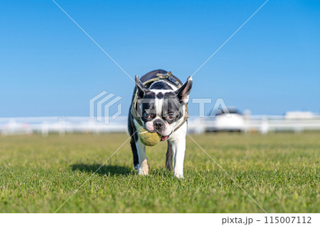 ボール遊びをするボストンテリア ボール遊びをするボストンテリア 115007112