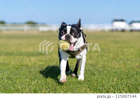 ボール遊びをするボストンテリア 115007144