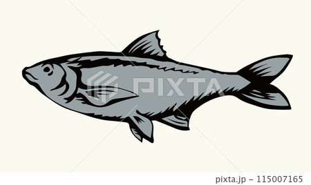 Big sea fish. Vector drawing 115007165