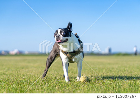 ボストンテリア ボストンテリア 115007267