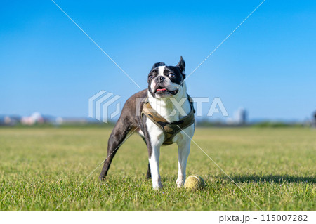 ボストンテリア 115007282