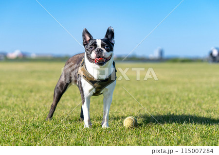 ボストンテリア 115007284