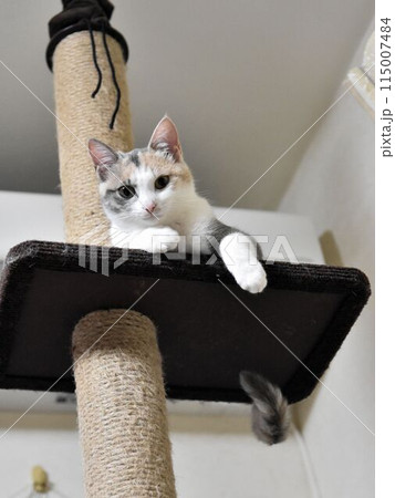 猫 115007484