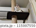 猫 猫 115007550