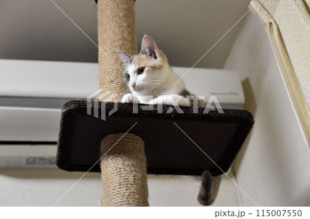 猫 115007550