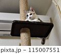 猫 猫 115007551