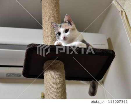 猫 115007551