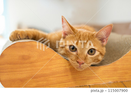 爪とぎの上でくつろぐ猫 爪とぎの上でくつろぐ猫 115007900