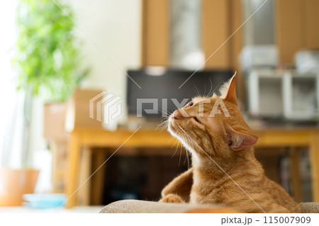 気持ちよさそうな顔をしている猫 気持ちよさそうな顔をしている猫 115007909