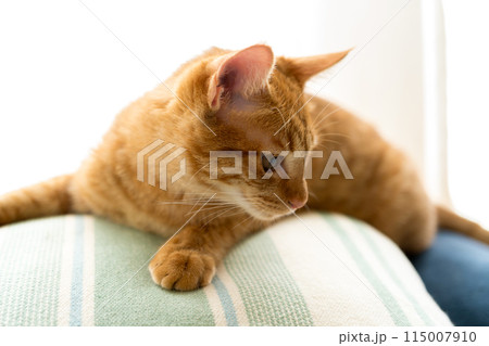 クッションの上でくつろぐ猫 115007910