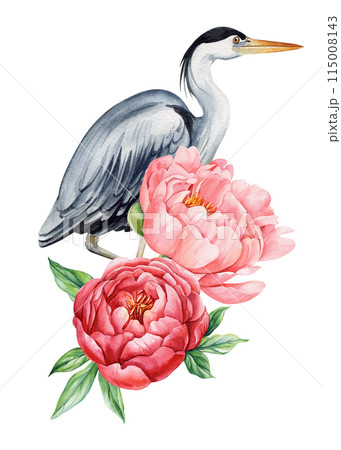 Beautiful heron bird with peonies flowers on white isolated background, watercolor illustration. Bird and peony drawing Beautiful heron bird with peonies flowers on white isolated background, watercolor illustration. Bird and peony drawing 115008143