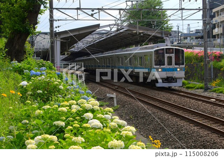 花々に囲まれたロイヤルブルー帯小田急2000型2059F 花々に囲まれたロイヤルブルー帯小田急2000型2059F 115008206