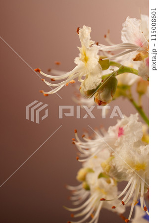 Horse chestnut flowers on brown background. Close up 115008601