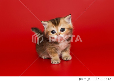 Small and curious red kitten Small and curious red kitten 115008742