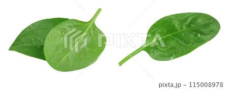Baby spinach leaves isolated on white background 115008978