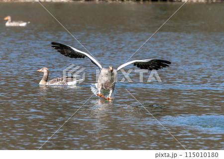 The greylag goose spreading its wings on water. Anser anser is a species of large goose 115010180